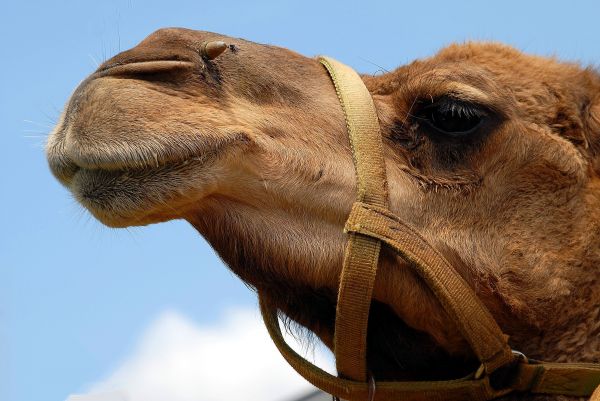 nature,animal,sky,desert,travel,transportation