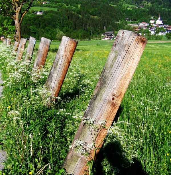 árbol, planta, madera, bosque, césped, cerca