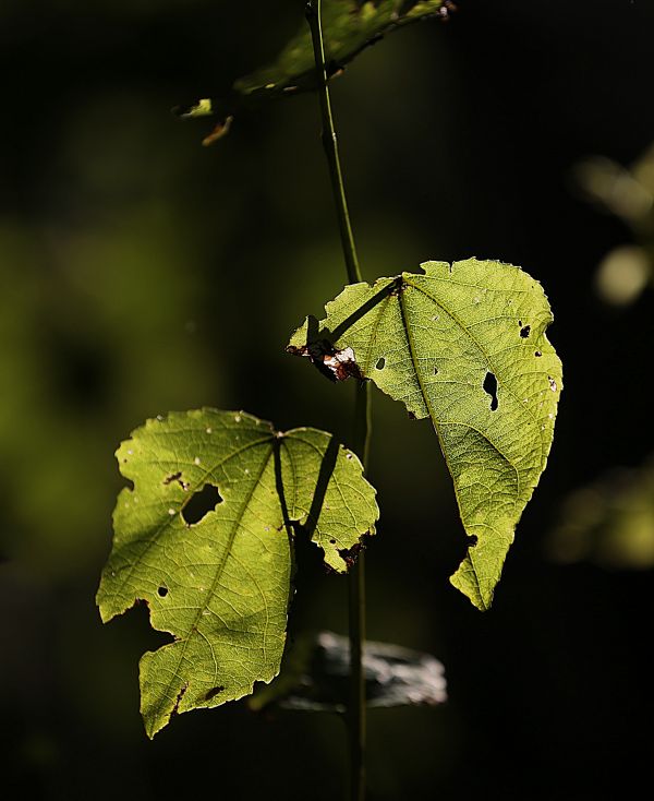 pohon, alam, hutan, cabang, menanam, rumput