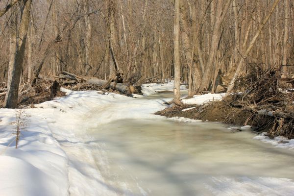 tree,water,nature,forest,wilderness,snow