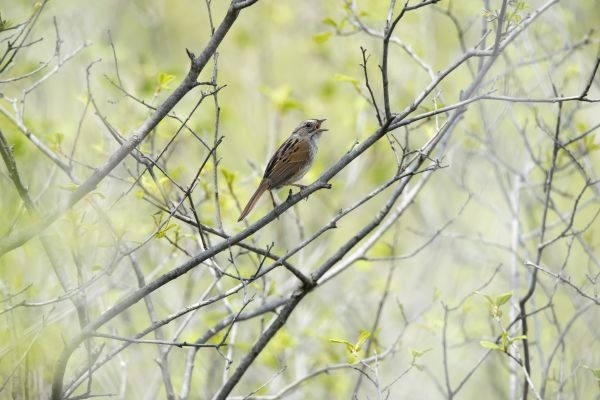 doğa,bataklık,şube,kuş,Vahşi hayat,fauna