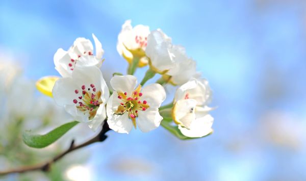 flower,blossom,nature,plant,flora,macro photography