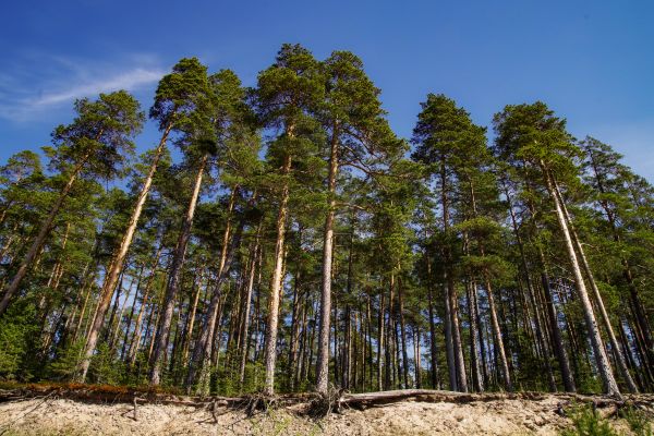 albero,pino zucchero,lodgepole pine,pino rosso,Georgia pine,ambiente naturale