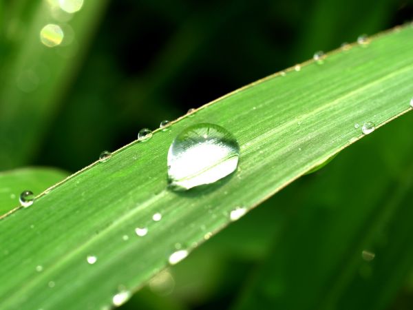 acqua, natura, erba, gocciolina, far cadere, rugiada