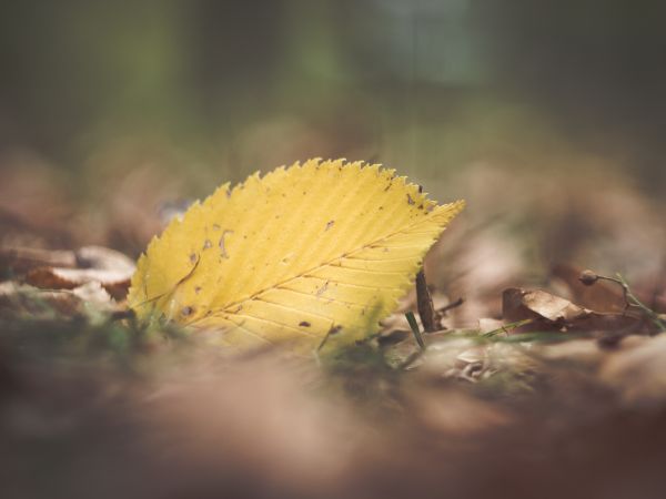 natura, erba, ramo, fiorire, leggero, albero