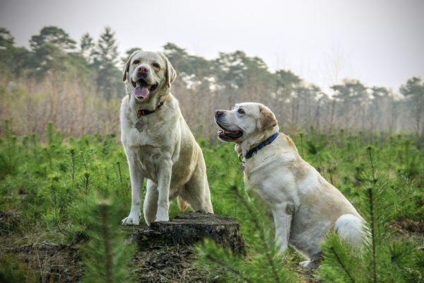 perro,mamífero,perros,animal,Animales,vertebrado