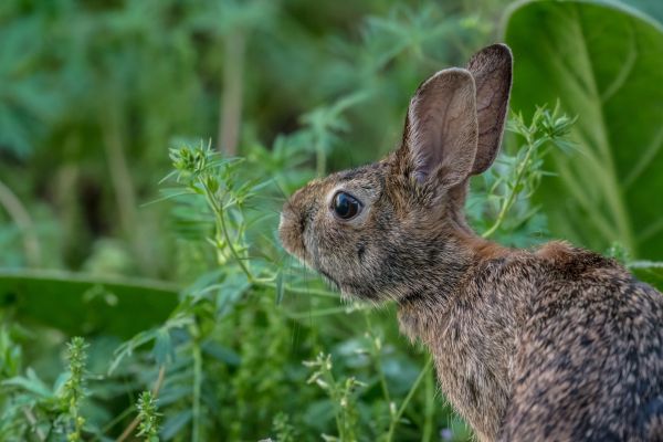 fű,állat,vadvilág,emlős,fauna,virág