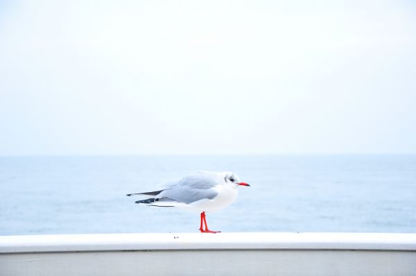 laut,alam,lautan,burung,Burung laut,camar