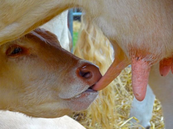 ferme,chèvre,vache,mammifère,Lait,du boeuf