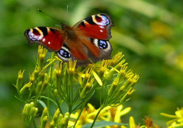 natur, vinge, plante, eng, blomst, prærie