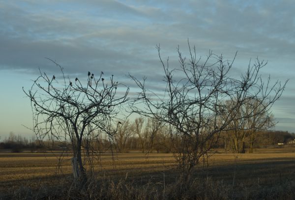 landscape, tree, nature, grass, horizon, branch