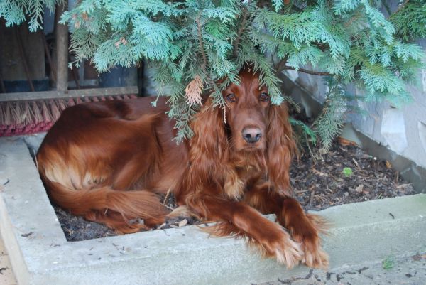 mamifer,odihnă,câine,parc,maro,spaniel