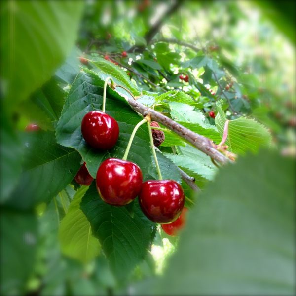 natur,plante,hindbær,frugt,bær,sommer