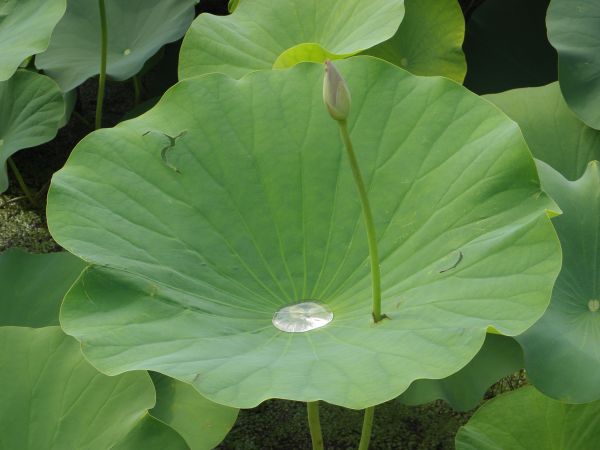 厂,叶,花,花瓣,池塘,树