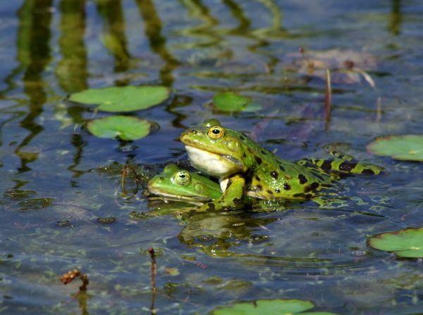 amour,vert,été,étang,faune,fructueux