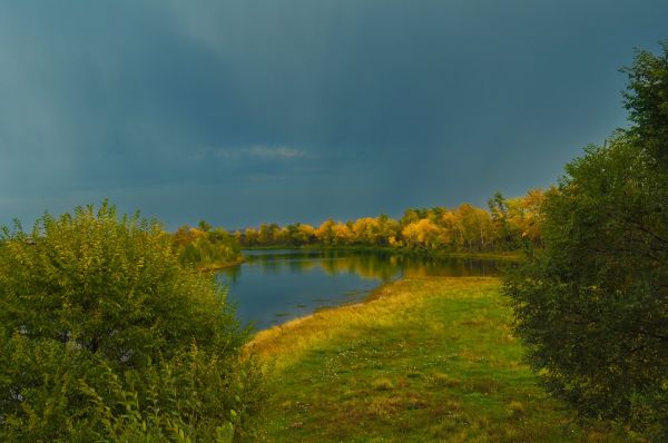 peyzaj, ağaç, doğa, orman, çimen, bataklık