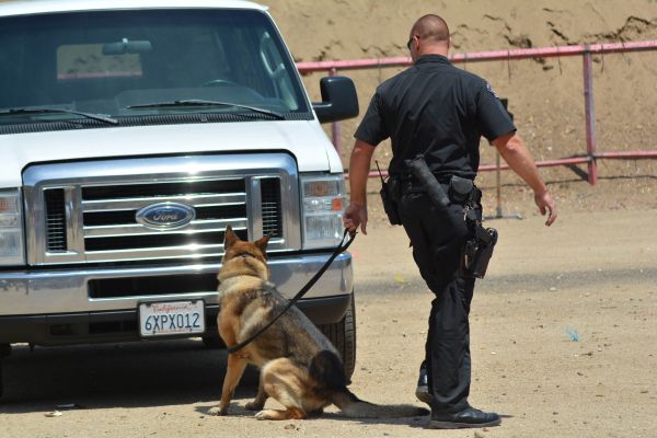 vehículo,perro policía