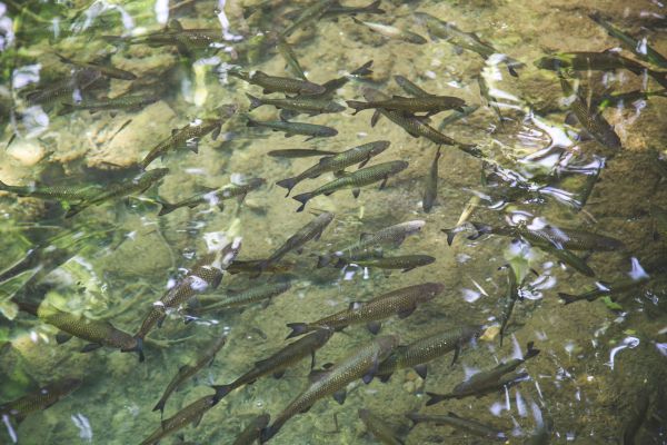 acqua,stagno,biologia,pesce,natura,ruscello