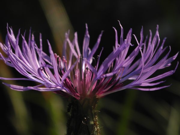 natura, fiorire, pianta, fotografia, fiore, erba