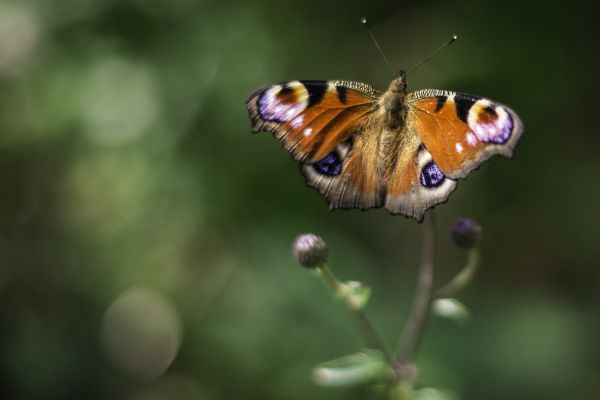 natur, vinge, fotografering, blomst, dyreliv, dyr