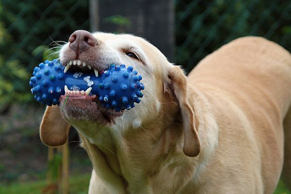 κουτάβι,σκύλος,ζώο,θηλαστικό ζώο,μύτη,Golden Retriever