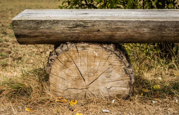 tre,natur,skog,sti,gress,arkitektur