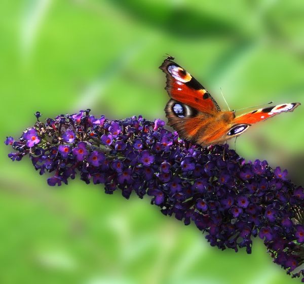 naturaleza, césped, flor, ala, planta, al aire libre