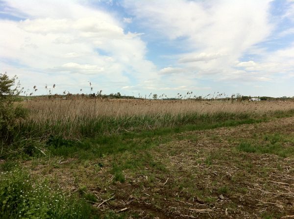 landskap, natur, gräs, utomhus-, horisont, träd