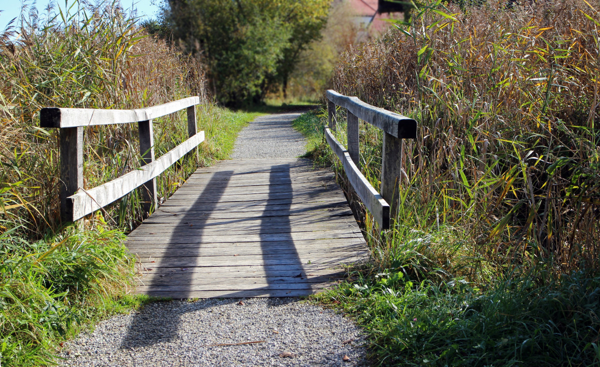 acqua, natura, erba, passerella, legna, pista, ponte, marciapiede, attraversamento, passerella, web, autunno, cortile, giardino, corso d'acqua, transizione, cortile, ponte di legno, tavole di legno, tavole di legno, struttura nonbuilding