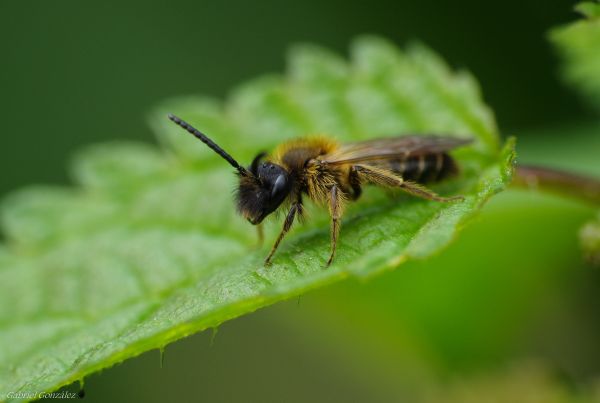 natur, fotografi, blomma, flyga, grön, insekt