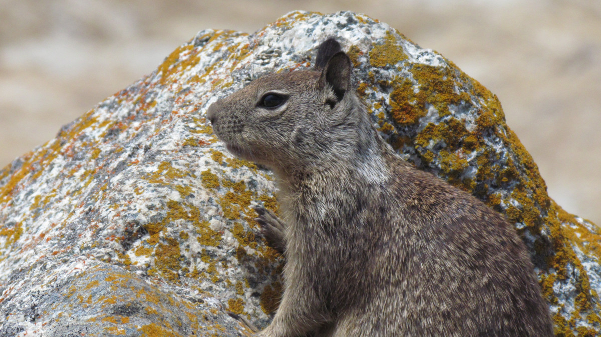 Natura, pustynia, zwierzę, uroczy, Patrząc, dzikiej przyrody, dziki, środowisko, ssak, wiewiórka, gryzoń, fauna, ścieśniać, na dworze, zoologia, kręgowiec, gatunki, świstak