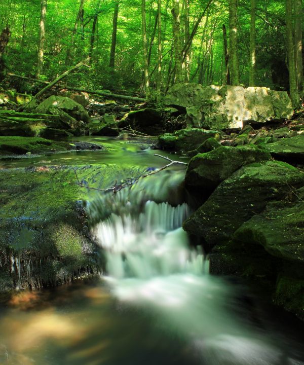 paysage, arbre, eau, la nature, forêt, cascade