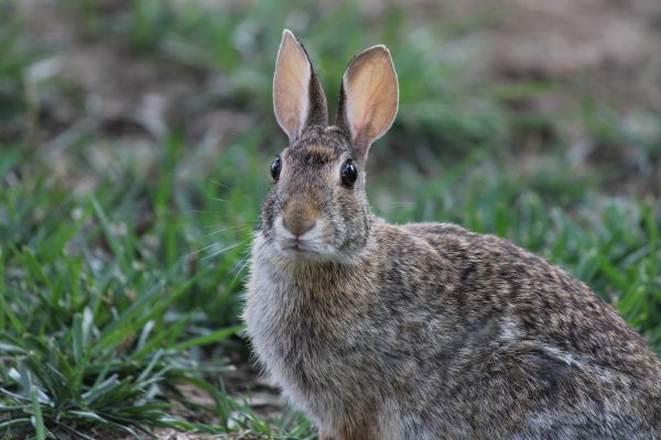 fű,állat,vadvilág,szőrme,emlős,fauna