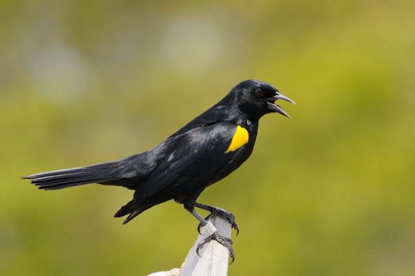 oiseau,aile,faune,le bec,noir,jaune