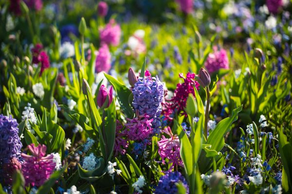 natur,græs,blomst,bokeh,plante,eng