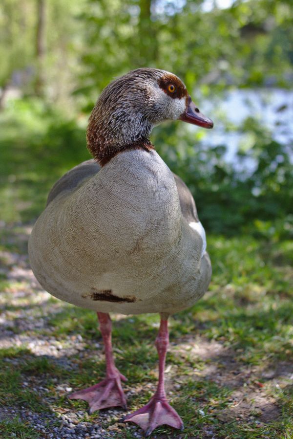 Landschaft, Wasser, Natur, Vogel, Pfad, Wiese