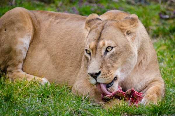 la nature,herbe,champ,animal,femelle,aventure