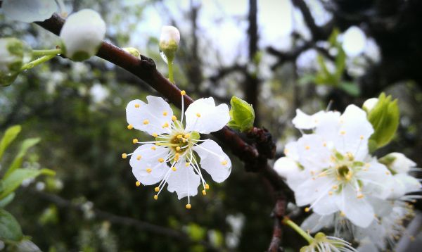 natuur,tak,bloesem,fabriek,fruit,zonlicht