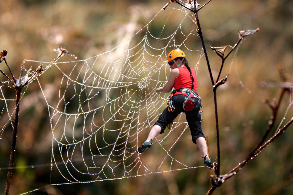 Natur, Ast, Fauna, Material, wirbellos, steigen, Spinnennetz, Spinnennetz, Spinne, Bergsteiger, Arachnid, Rappel zu, Ungesichert, Freiklettern