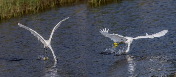 fugl, vinge, dyreliv, fauna, Seabird, måke