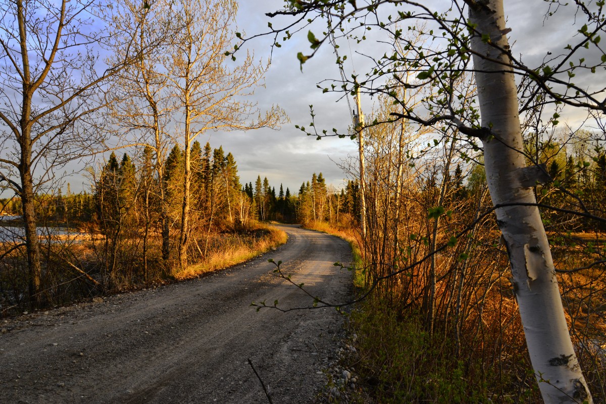 landscape, tree, nature, forest, path, wilderness, winter, plant, road, trail, sunlight, morning, leaf, spring, autumn, season, trees, leaves, infrastructure, branches, woodland, habitat, rural area, atmospheric phenomenon, woody plant