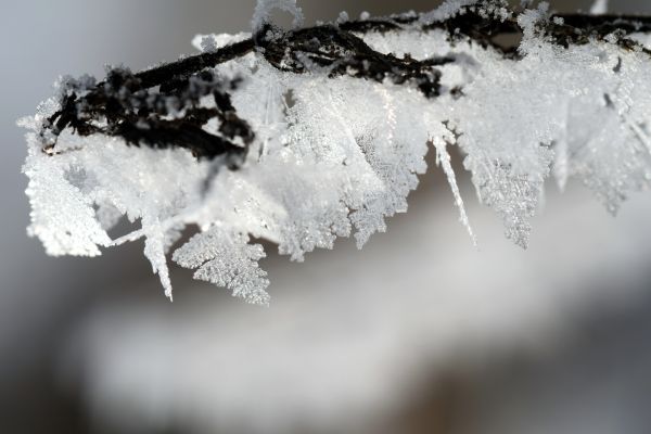 natureza, ramo, neve, frio, inverno, Preto e branco