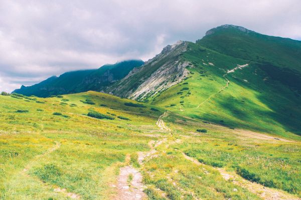 風景,自然,パス,草,荒野,山