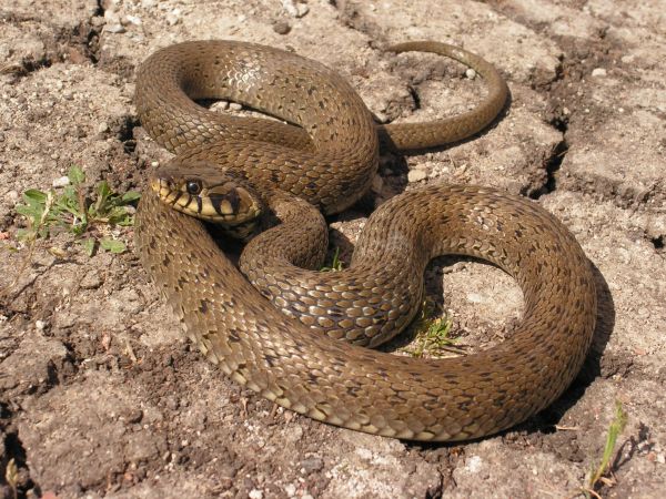 animais selvagens, réptil, fauna, serpente, cascavel, vertebrado