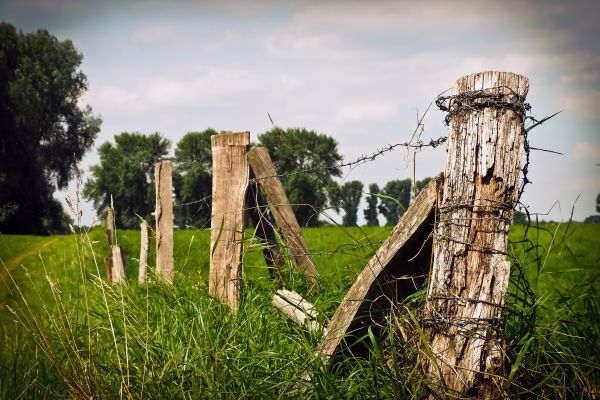 landschap,boom,natuur,gras,hek,prikkeldraad