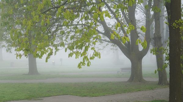 Landschaft, Baum, Natur, Wald, Ast, Pflanze