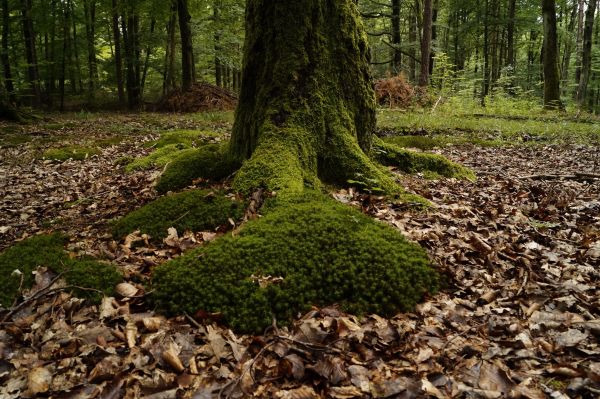 árbol, naturaleza, bosque, planta, madera, hoja