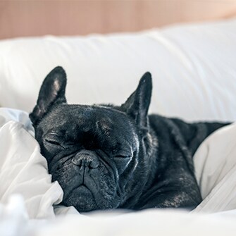 Dog on a bed at a pet-friendly hotel.