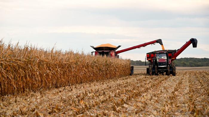 Case combine and tractor with cart harvesting corn field.