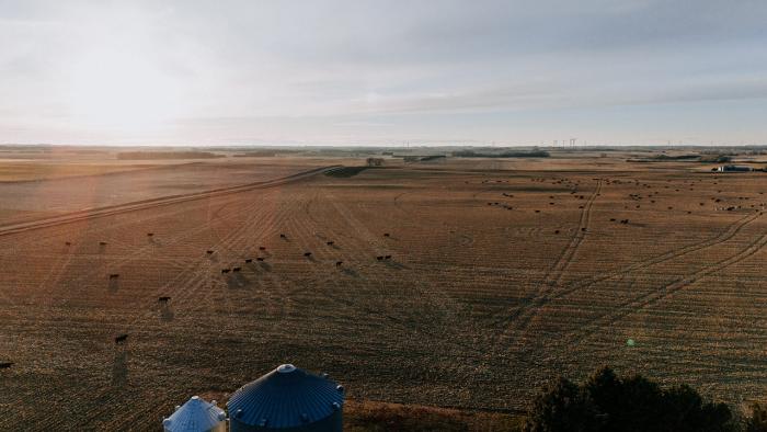 Cattle Grazing in Cornfield